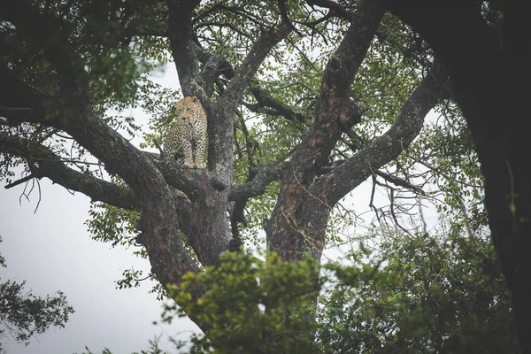Fantastisk Bild Fångar Leopard Ett Träd Med Impala Kill Bevittna — Stockfoto
