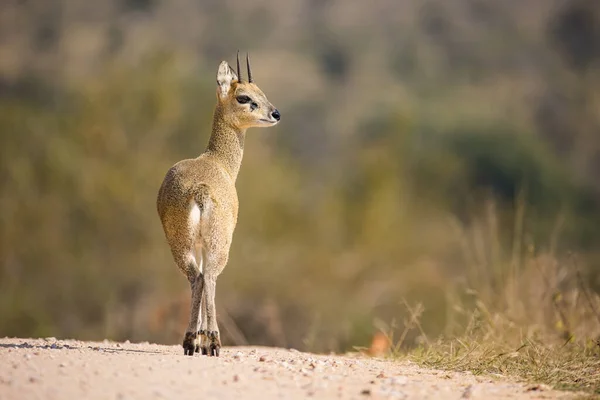 Klipspringer Güney Afrika Daki Büyük Kruger Parkı Ndaki Görüntüsünü Kapat — Stok fotoğraf