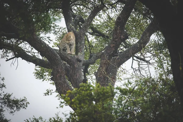 素晴らしい写真は インパラ殺しの木のヒョウを捉えます 絶滅危惧種を保護し生物多様性を保全するためのアフリカの野生生物と保全の重要性 — ストック写真