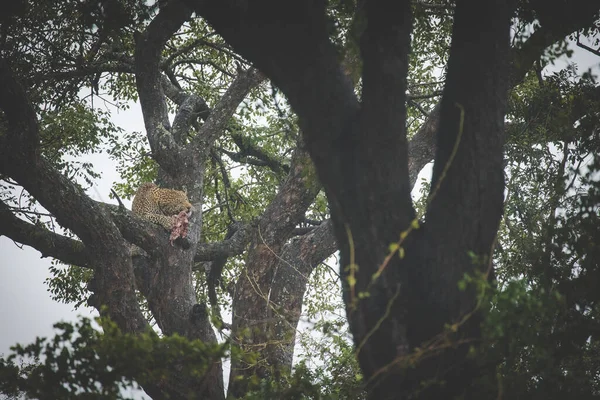 Ohromující Fotka Zachycuje Leoparda Stromě Impalou Svědkové Africké Přírody Význam — Stock fotografie
