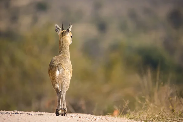 Klipspringer Güney Afrika Daki Büyük Kruger Parkı Ndaki Görüntüsünü Kapat — Stok fotoğraf