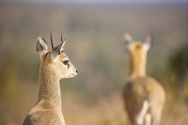 Zamknij Obraz Klipspringer Parku Greater Kruger Republice Południowej Afryki — Zdjęcie stockowe