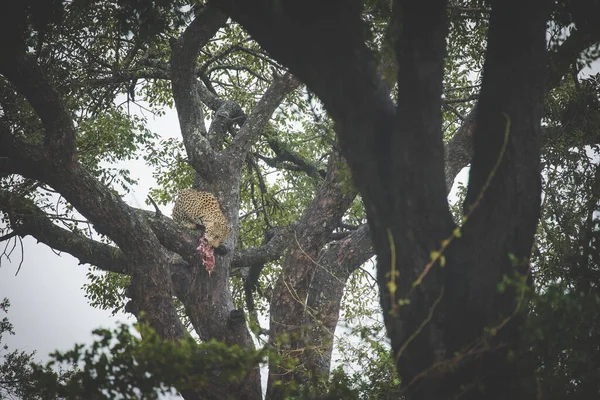Çarpıcı Bir Fotoğraf Ağaçta Bir Leoparı Bir Impala Avıyla Yakalar — Stok fotoğraf