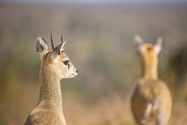 Zamknij Obraz Klipspringer Parku Greater Kruger Republice Południowej Afryki — Zdjęcie stockowe