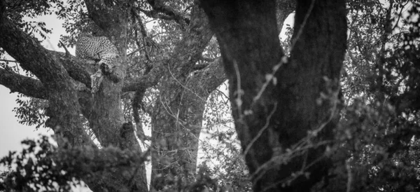 Ein Atemberaubendes Foto Zeigt Einen Leoparden Einem Baum Mit Einem — Stockfoto