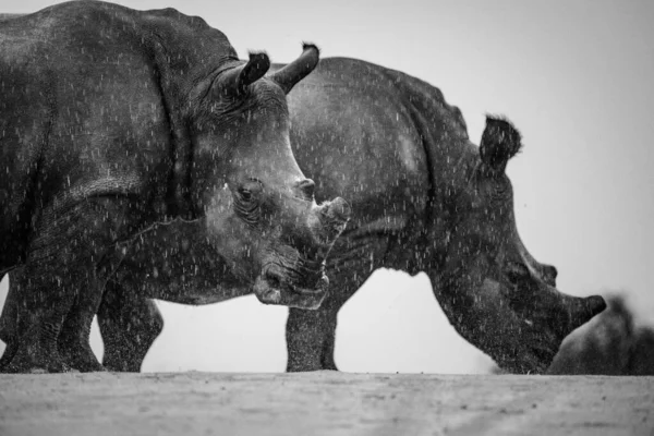 Imagine Apropiată Unui Rinocer Alb Animal Cale Dispariție Africa Sud — Fotografie, imagine de stoc