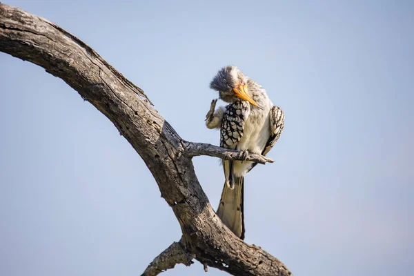 Nahaufnahme Eines Gelbschnabelhornvogels Südafrika — Stockfoto