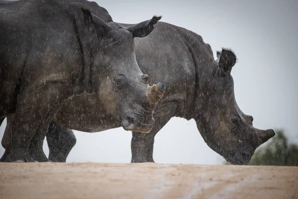 Nære Bilder Avhornet Hvitt Rhino Sterkt Truet Dyr Afrika Fotografert – stockfoto