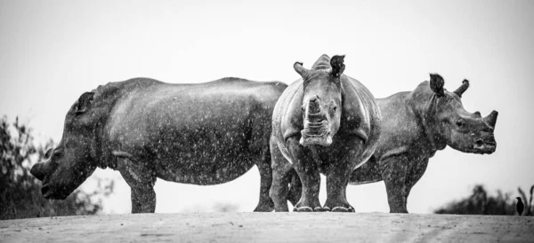 Imagine Apropiată Unui Rinocer Alb Animal Cale Dispariție Africa Sud — Fotografie, imagine de stoc