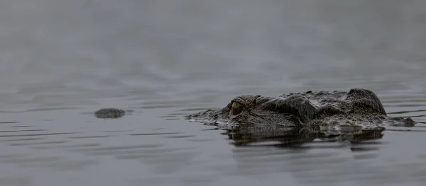 Suda Avını Pusuya Düşüren Bir Nil Timsahının Yakın Plan Görüntüsü — Stok fotoğraf
