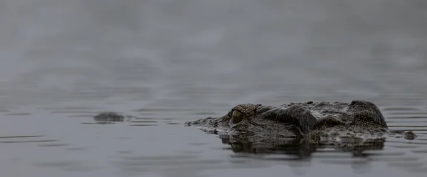 Крупным Планом Изображение Нильского Крокодила Воде Лежащего Засаде Свою Добычу — стоковое фото