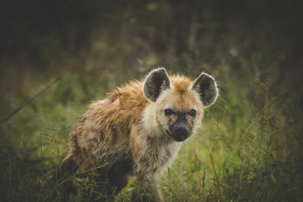 Close Beeld Van Een Gevlekte Hyena Het Greater Kruger Park — Stockfoto