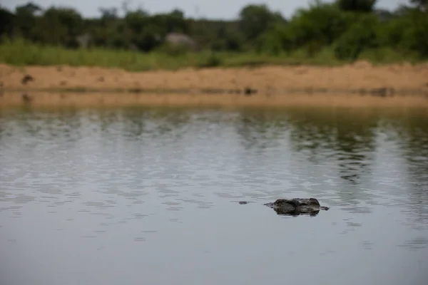 Close Image Nile Crocodile Water Laying Ambush Its Prey — Stock Photo, Image