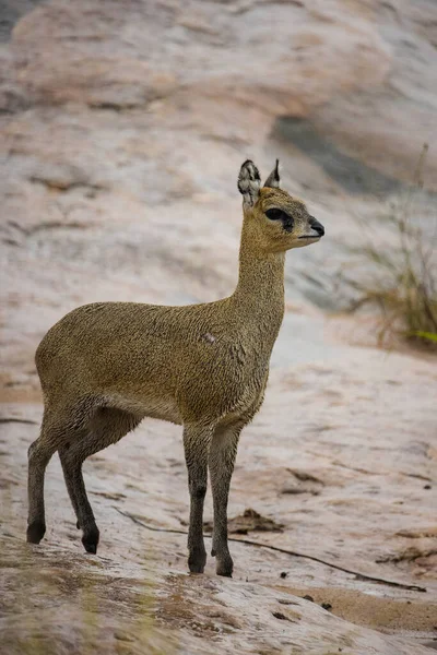 Imagen Cerca Klipspringer Parque Greater Kruger Sudáfrica —  Fotos de Stock