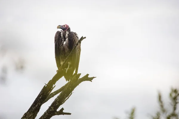 一只非洲食欲旺盛的秃鹫栖息在一棵树上 这种濒危物种长着锐利的喙和敏锐的视力 是一种顶级的掠食者 它强调必须保护非洲的野生动物 — 图库照片