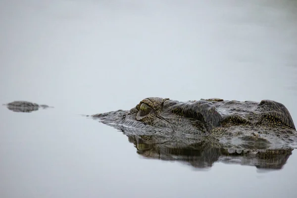 Крупным Планом Изображение Нильского Крокодила Воде Лежащего Засаде Свою Добычу — стоковое фото