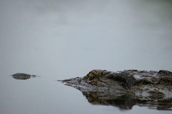 Зображення Нільського Крокодила Воді Сидить Засідці Заради Здобичі — стокове фото