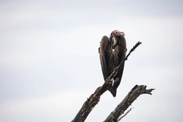 Ağaca Tünemiş Afrikalı Bir Akbaba Keskin Bir Gagası Keskin Görüşü — Stok fotoğraf