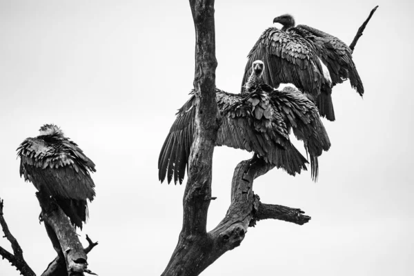 Африканский Белохвостый Стервятник Хищная Птица Сидящая Дереве Исчезающий Вид Является — стоковое фото