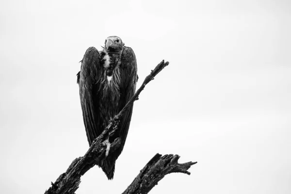 Avvoltoio Africano Dalla Faccia Appiccicosa Appollaiato Albero Con Becco Acuto — Foto Stock