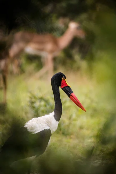 남아프리카 공화국의 크루거 공원의 초원에 자리잡고 황새의 모습을 가까이 — 스톡 사진