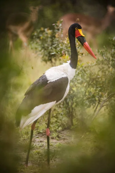 남아프리카 공화국의 크루거 공원의 초원에 자리잡고 황새의 모습을 가까이 — 스톡 사진
