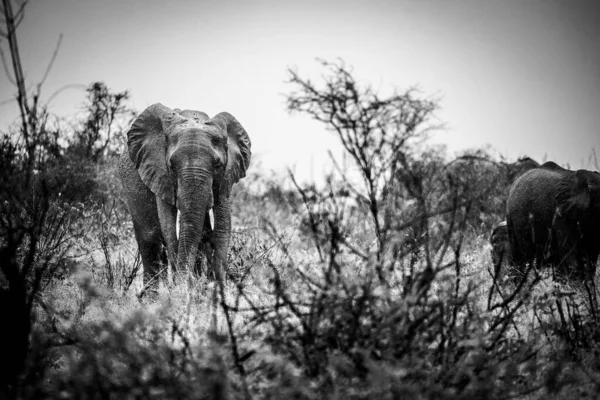 Close Image African Elephant Greater Kruger Area Mpumalanga South Africa — Stock Photo, Image