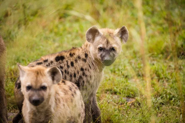 Close Beeld Van Een Gevlekte Hyena Het Greater Kruger Park — Stockfoto