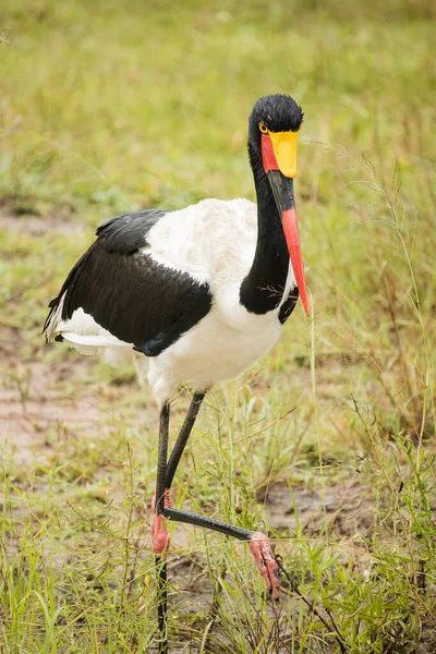 Zblízka Obraz Sedla Billed Stork Travnatých Porostech Širším Kruger Parku — Stock fotografie