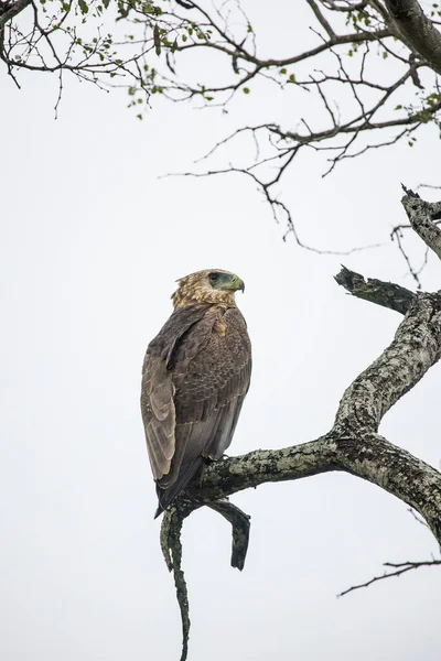 Крупный План Изображения Подростковой Хищной Птицы Бателора Дереве Национальном Парке — стоковое фото