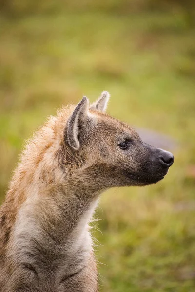 Κοντινή Εικόνα Ενός Spotted Hyena Στο Πάρκο Greater Kruger Στη — Φωτογραφία Αρχείου