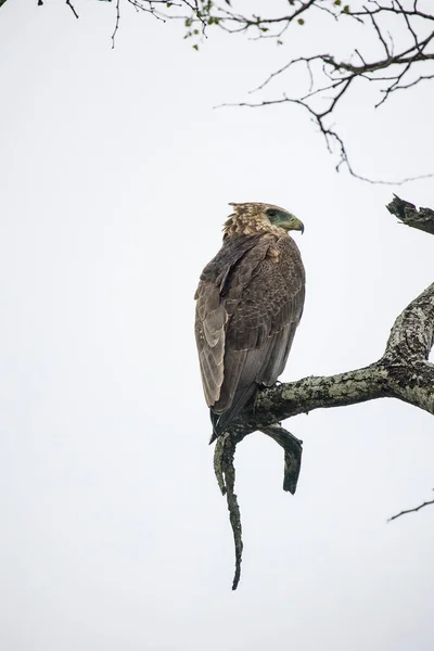 Close Imagem Pássaro Rapina Bateleur Juvenil Uma Árvore Parque Nacional — Fotografia de Stock