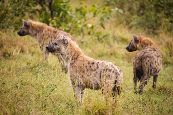 Imagen Cerca Una Hiena Manchada Parque Del Gran Kruger Mpumalanga — Foto de Stock