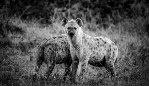 Image Rapprochée Une Hyène Maculée Dans Parc Grand Kruger Mpumalanga — Photo