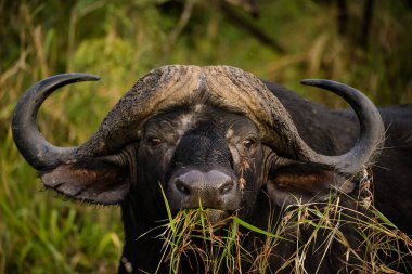 Güney Afrika 'daki bir milli parktaki Cape Buffalo boğası görüntüsü.