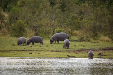 Güney Afrika 'daki bir milli parktaki göldeki bir Hippo' nun yakın görüntüsü.