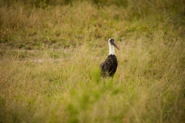 Güney Afrika 'daki ulusal bir parkta beyaz bir leyleğin görüntüsü.