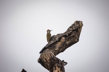 Güney Afrika 'daki bir milli parktaki Sakallı Ağaçkakan' ın yakın plan görüntüsü.