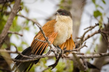 Güney Afrika 'daki bir milli parktaki Burchell' s Coucal 'ın yakın çekimi.