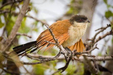 Güney Afrika 'daki bir milli parktaki Burchell' s Coucal 'ın yakın çekimi.