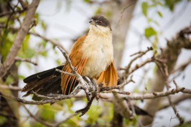 Güney Afrika 'daki bir milli parktaki Burchell' s Coucal 'ın yakın çekimi.