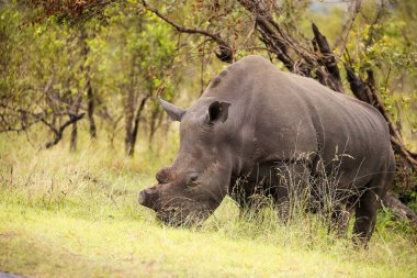 Afrika 'da nesli tükenmekte olan bir hayvan olan boynuzsuz beyaz gergedanın resmi Güney Afrika' daki bir milli parkta çekildi.