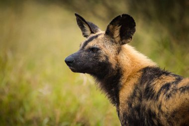 Güney Afrika 'daki bir milli parktaki Afrika Vahşi Köpeği' nin yakın görüntüsü.