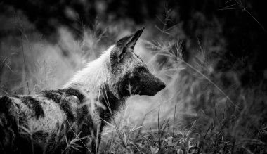 Güney Afrika 'daki bir milli parktaki Afrika Vahşi Köpeği' nin yakın görüntüsü.