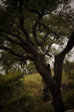 Çarpıcı bir fotoğraf ağaçta bir leoparı bir impala avıyla yakalar. Afrika 'nın vahşi yaşamına ve korunmasının nesli tükenmekte olan türleri korumak ve biyolojik çeşitliliği korumak için taşıdığı öneme tanık olun..