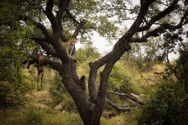 Çarpıcı bir fotoğraf ağaçta bir leoparı bir impala avıyla yakalar. Afrika 'nın vahşi yaşamına ve korunmasının nesli tükenmekte olan türleri korumak ve biyolojik çeşitliliği korumak için taşıdığı öneme tanık olun..