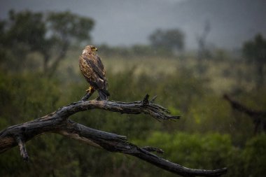 Güney Afrika 'daki bir milli parktaki ölü bir ağaçtaki Yılan Kartal' ın görüntüsünü kapat.