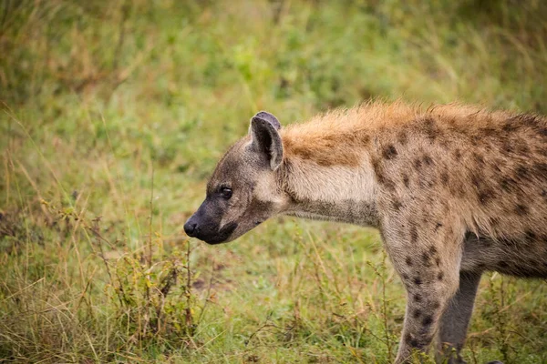 Detailní Záběr Skvrnitou Hyenu Parku Greater Kruger Mpumalanze Jižní Africe — Stock fotografie