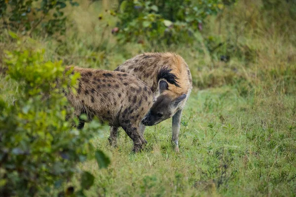 Image Rapprochée Une Hyène Maculée Dans Parc Grand Kruger Mpumalanga — Photo