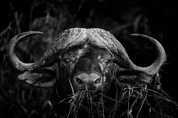 Güney Afrika Daki Bir Milli Parktaki Cape Buffalo Boğası Görüntüsü — Stok fotoğraf